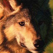 Схема вышивки «волк2»