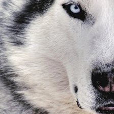 Схема вышивки «волк5»