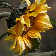 Схема вышивки «№257614»