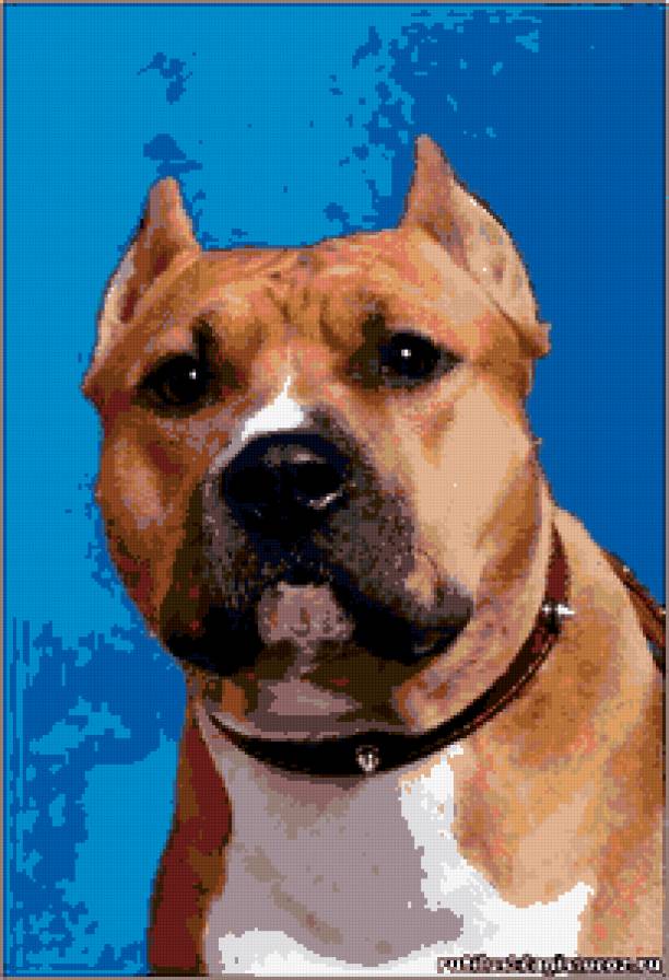 Американский стаффордширский терьер - американский стаффордширский терьер, стафф, стаффорд, собака. - предпросмотр