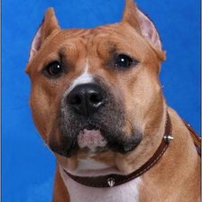 Схема вышивки «Американский стаффордширский терьер»