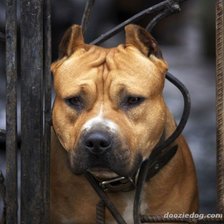 Схема вышивки «Американский стаффордширский терьер»