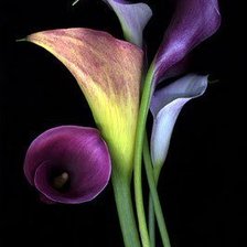 Схема вышивки «№257623»