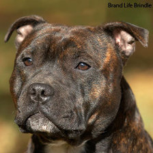 Схема вышивки «Стаффордширский бультерьер»