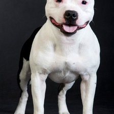 Схема вышивки «Стаффордширский бультерьер»