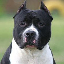 Схема вышивки «Американский стаффордширский терьер»