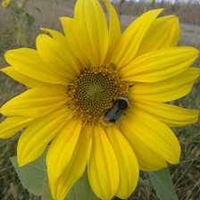 Схема вышивки «подсолнух»