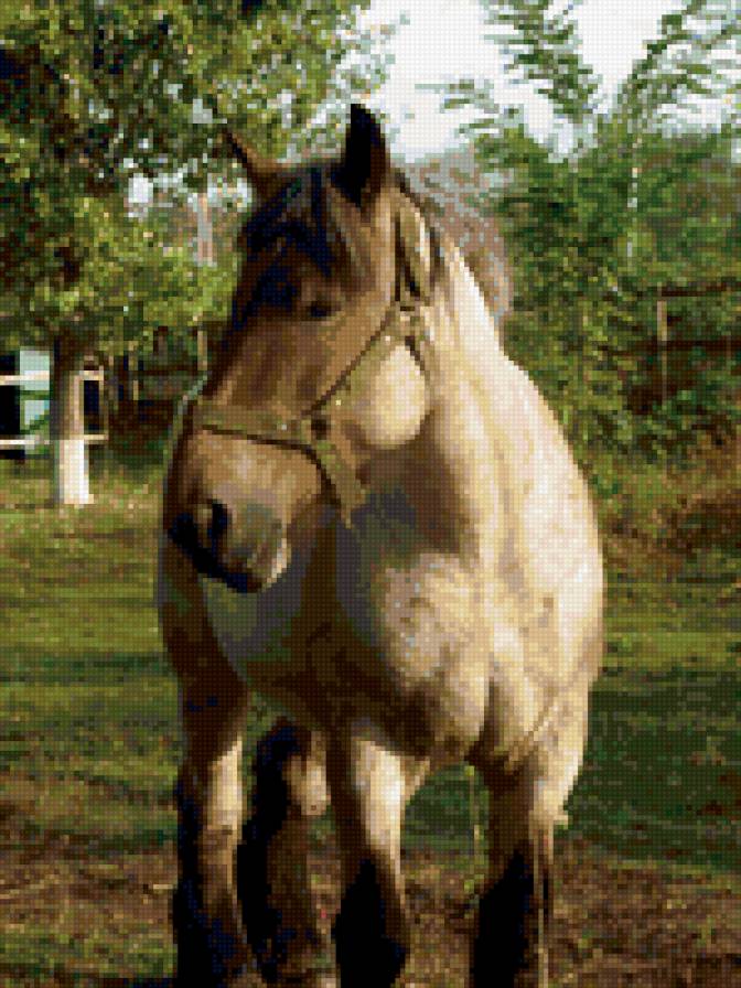 horse - предпросмотр