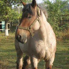 Схема вышивки «horse»