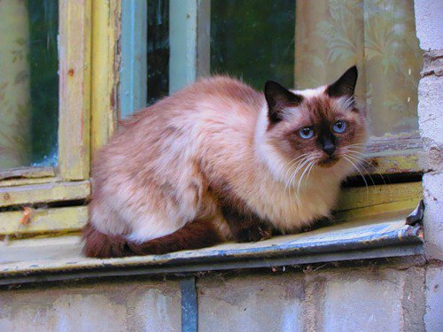 кошачьи - оригинал