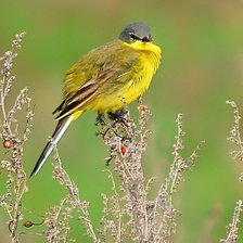 Схема вышивки «птичка невеличка»