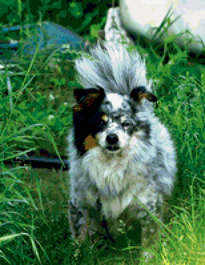 собачьи - предпросмотр