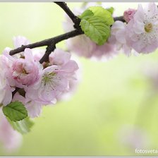 Схема вышивки «ветка яблони»