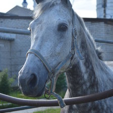 Схема вышивки «Кобыла Вишня»