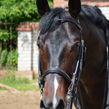 Схема вышивки «Жеребец Ландерно»