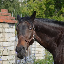 Схема вышивки «Кобыла Даурия»