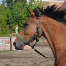 Схема вышивки «Кобыла Королева»