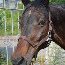 Схема вышивки «Кобыла Даурия»