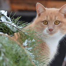 Схема вышивки «кошачьи»