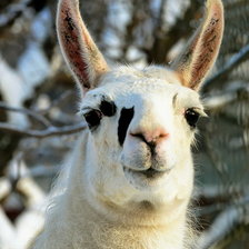 Схема вышивки «лама»