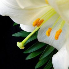 Схема вышивки «цветы»