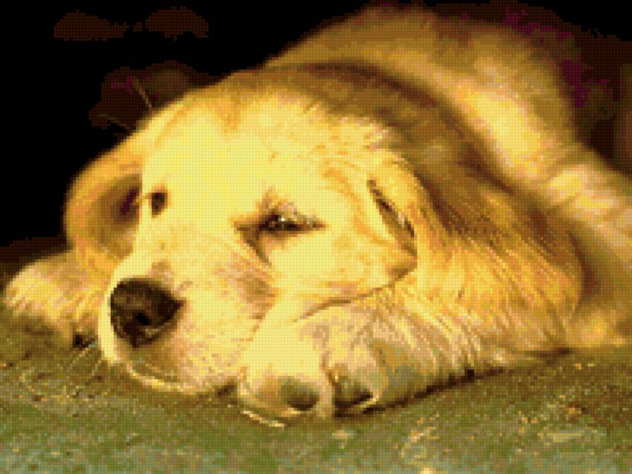 Серия СОБАКИ. Друг - щенок, собака, лабрадор, дружба - предпросмотр