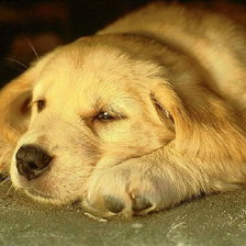 Схема вышивки «Серия СОБАКИ. Друг»