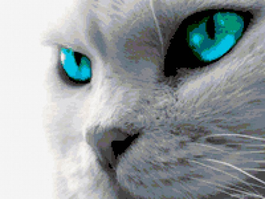 Серия КОШКИ. Взгляд - глаза, животные, кошки, взгляд - предпросмотр