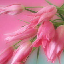 Схема вышивки «Серия ЦВЕТЫ. Букет тюльпанов»