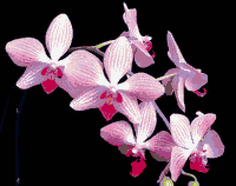 Серия ЦВЕТЫ. букет на черном - цветы, букет - предпросмотр