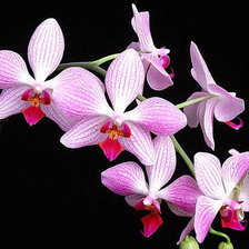 Схема вышивки «Серия ЦВЕТЫ. букет на черном»