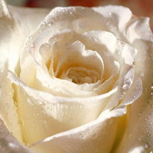 Схема вышивки «Серия ЦВЕТЫ. Роза нежная»