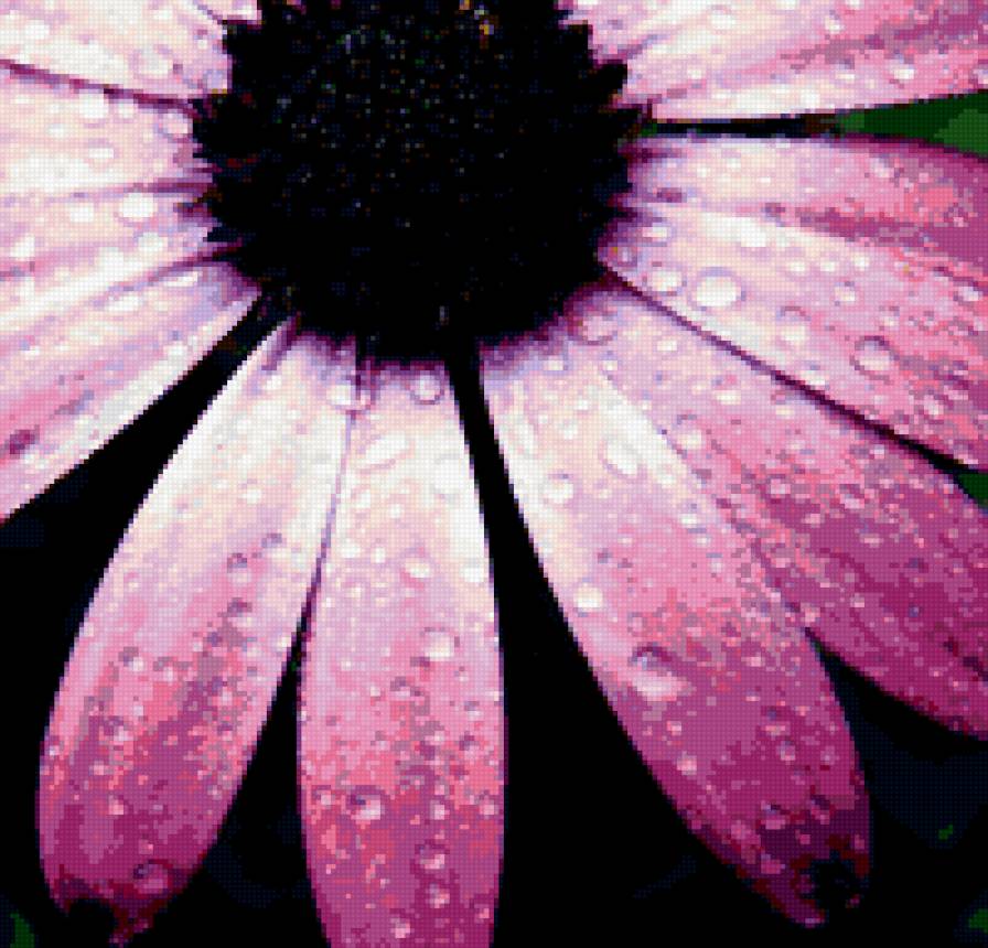 Серия ЦВЕТЫ. Роса на лепестках - роса, цветы, подушка - предпросмотр