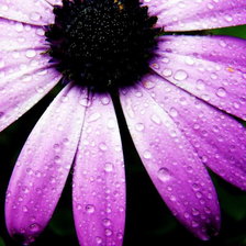 Схема вышивки «Серия ЦВЕТЫ. Роса на лепестках»