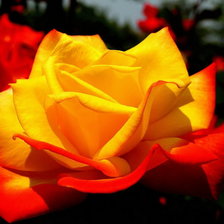 Схема вышивки «Серия ЦВЕТЫ. желтая роза»