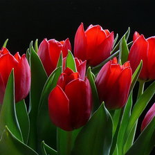 Схема вышивки «Серия ЦВЕТЫ. Тюльпаны»