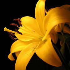 Схема вышивки «Серия ЦВЕТЫ. Желто-черное»