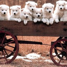 Схема вышивки «Серия СОБАКИ. Дружная семейка»