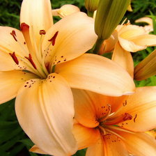 Схема вышивки «Серия ЦВЕТЫ. Лилия»