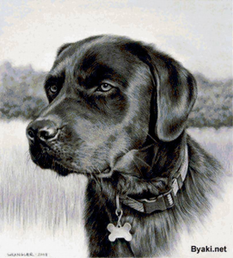 портрет - собака, портрет, природа - предпросмотр