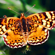 Схема вышивки «бабочка»