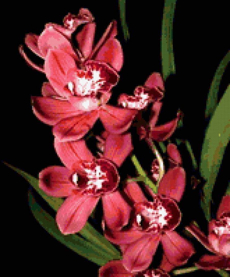 малиновая орхидея - орхидея, цветы - предпросмотр