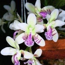 Схема вышивки «Бело-розовая орхидея»