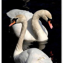 Схема вышивки «Лебеди»