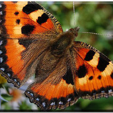 Схема вышивки «№258529»