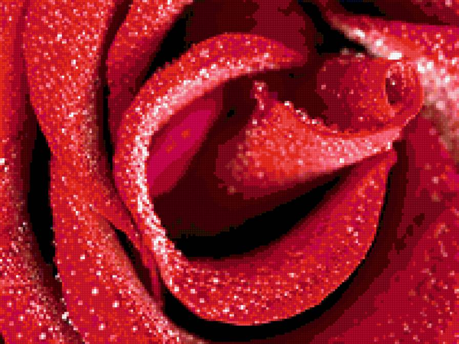 роза - цветок, роза, природа, цветы - предпросмотр