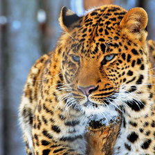 Схема вышивки «№258574»