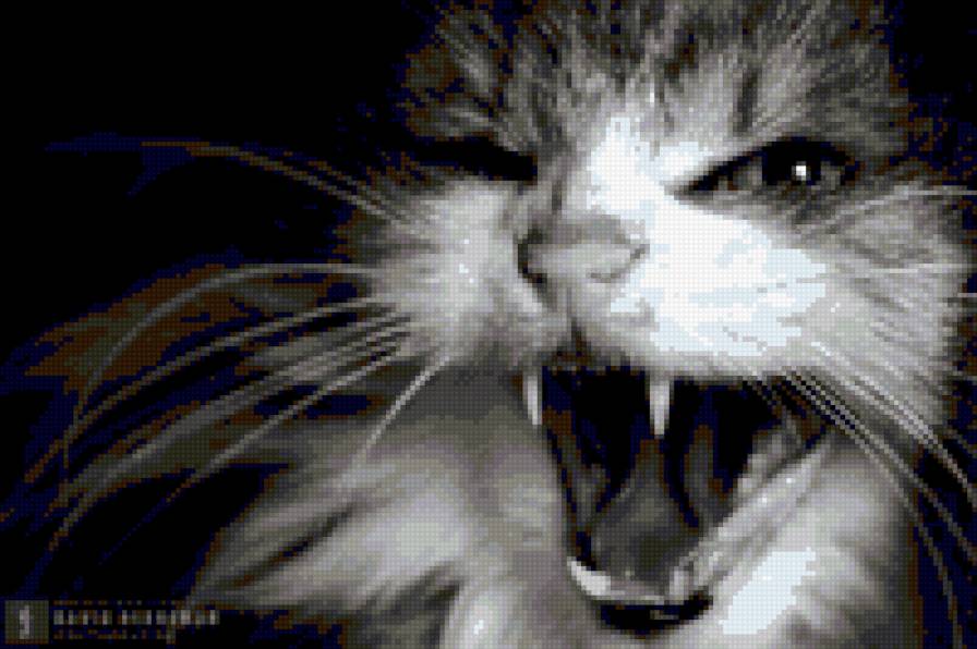 котяра - предпросмотр