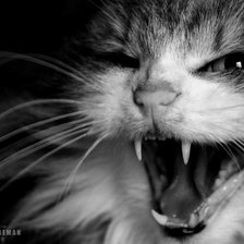 Схема вышивки «котяра»