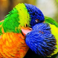 Lovely Birds